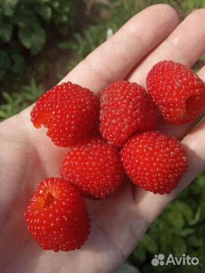 Тибетская малина. Саженцы