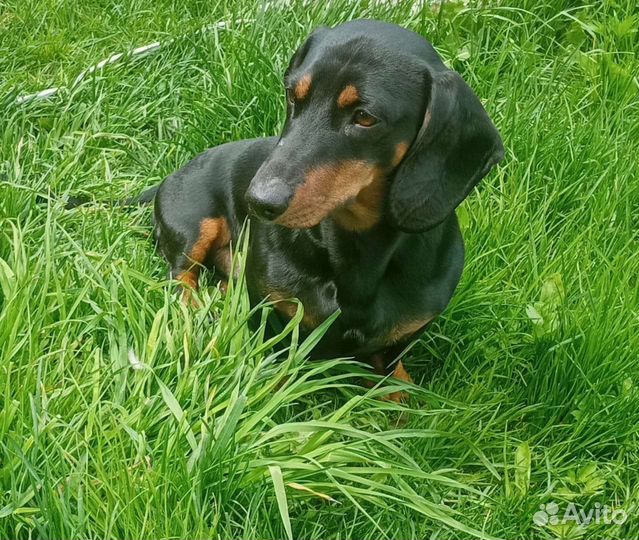 Вязка кобель такса