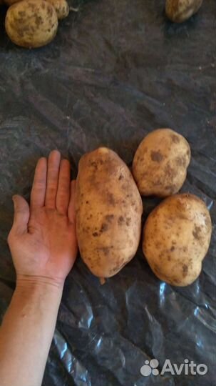 Картофель сортовой семенной