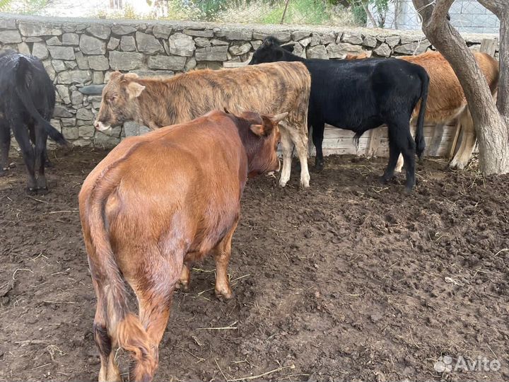 Продаются бычки