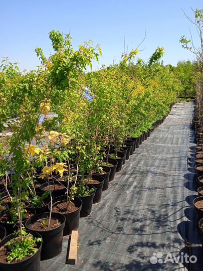 Клен Гиннала