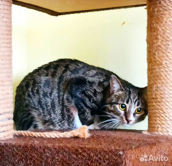 Кошечка Алиса