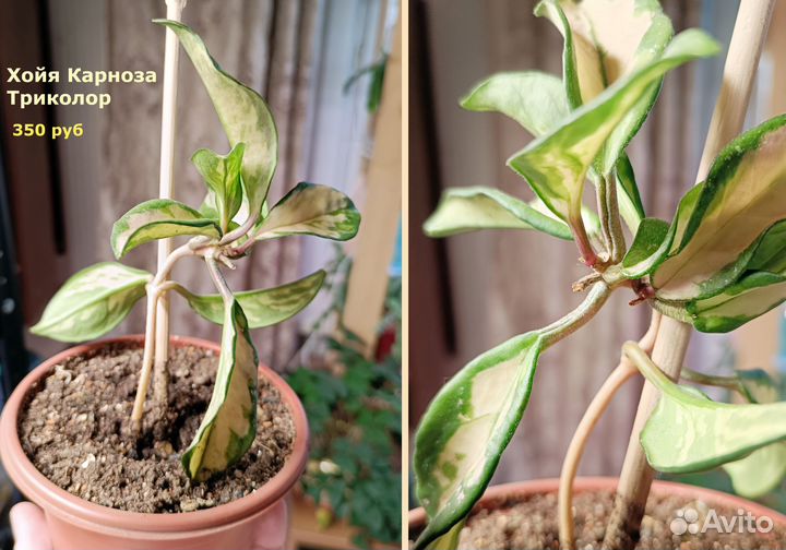 Растения (хойя триколор, шеффлера, оксалис)