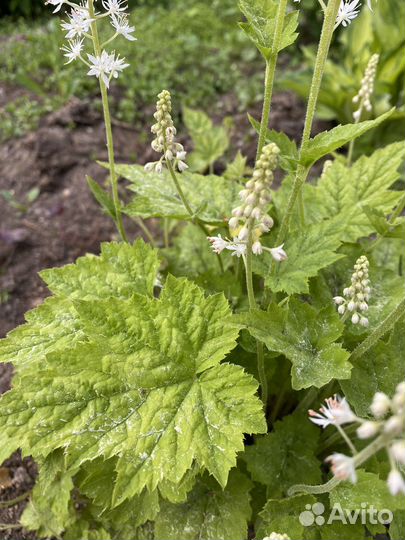 Саженцы гейхеры