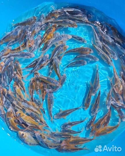 Карп кои порода шисуи