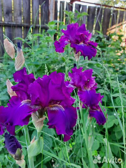 Ирисы сортовые (высокие)