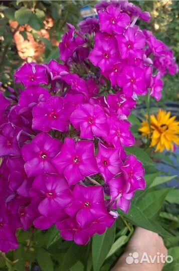 Очиток седум Видный, флоксы и др многолетники