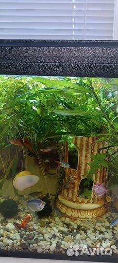 Растения, улитки жёлтые, цветные