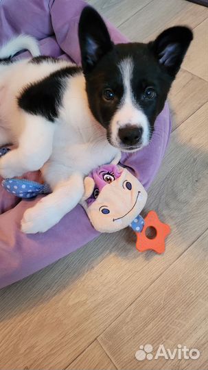 Щенок в добрые руки (девочка)