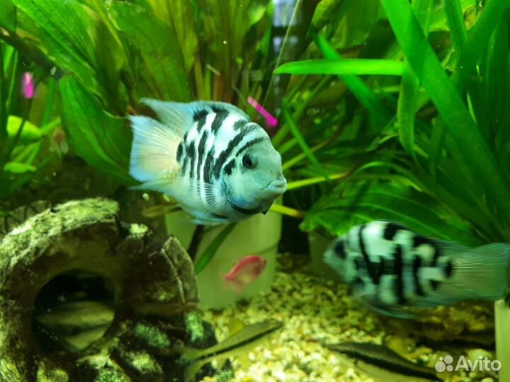 Аквариумные рыбки: попугай сапфировый