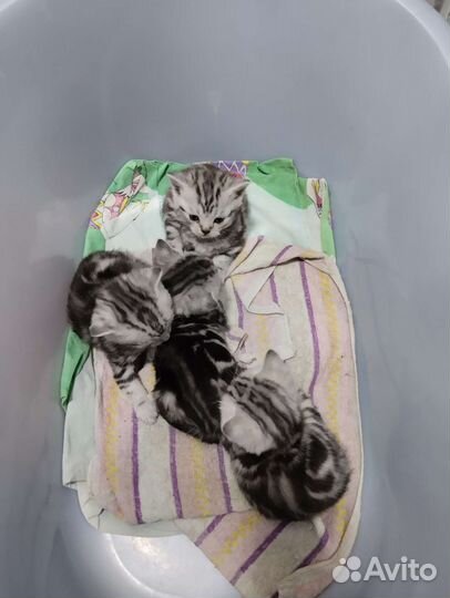 Шотланская