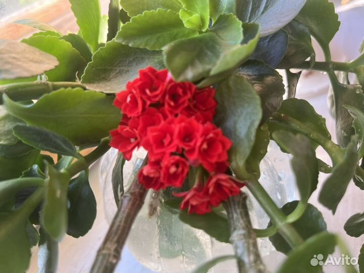 Комнатные цветы каланхоэ