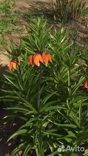 Рябчик императорский оранжевый