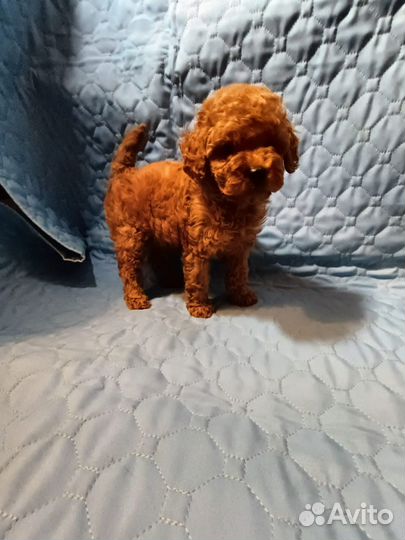 Той пудель Тедди тикап 2,5 месяца