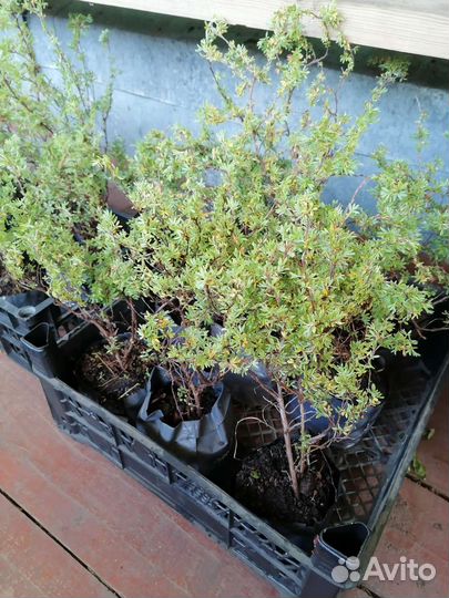 Лапчатка кустарниковая