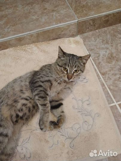Котик молодой