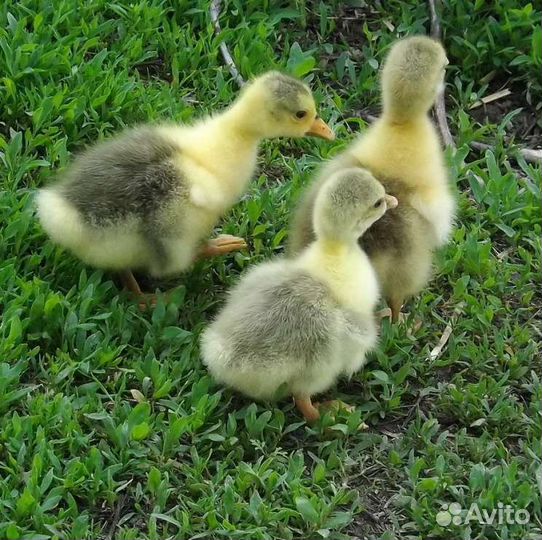 Гусята, утята, индюшата, цысарята