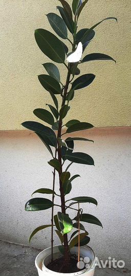 Фикус Замиокулькас Кротон Кодиеум