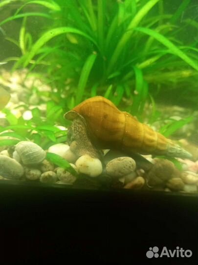 Рыбки и корма