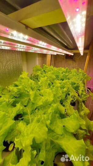 Гидропонная установка