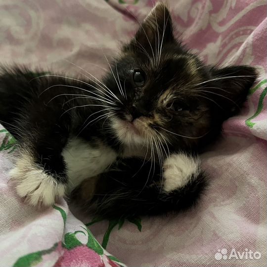 Котенок девочка в добрые руки