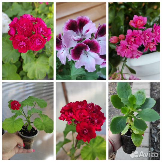 Пеларгония, каланхоэ, книфофия