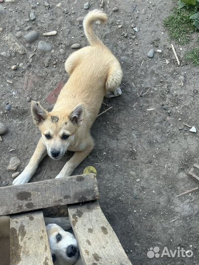 Отдам щенков в добрые руки
