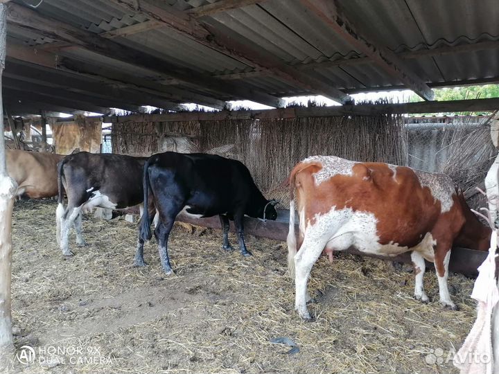 Молочные молодые