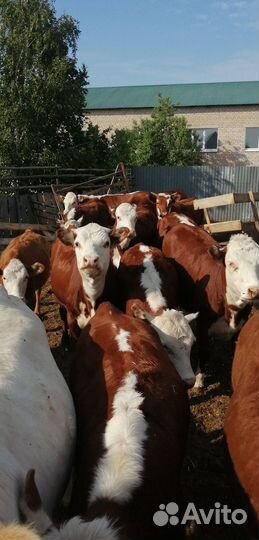 Тёлки герофорды 17 голов