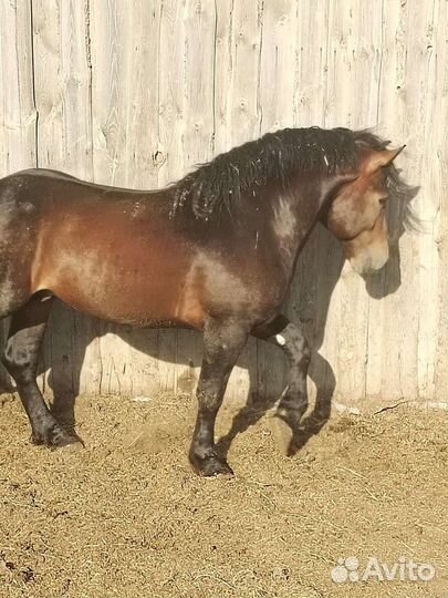 Жеребец тяжеловоз