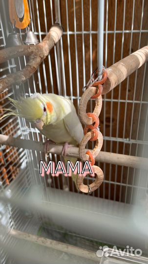Попугай Корелла