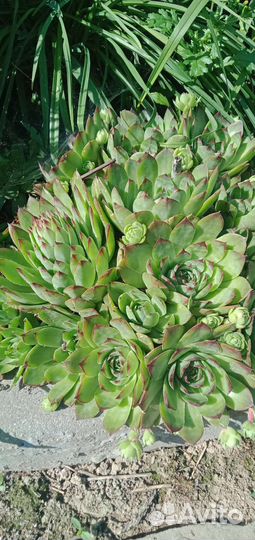 Цветы для сада