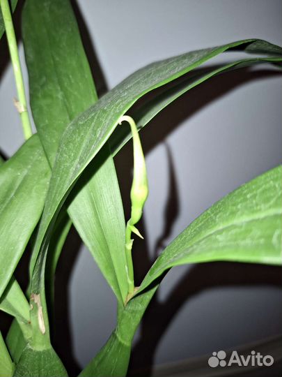 Орхидея энциклия кохлеата