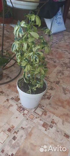 Шефлера вариегатная,мини сорт