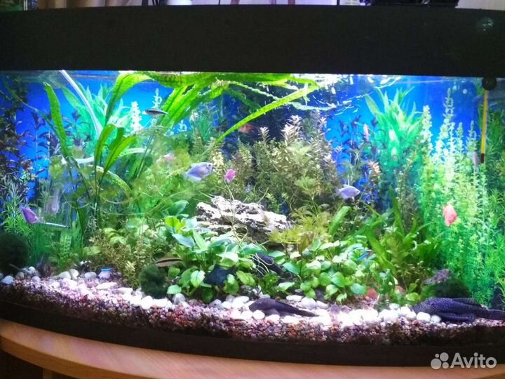 Аквариум под ключ