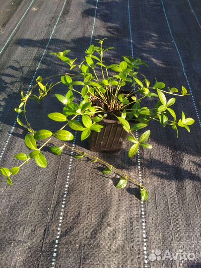 Котовник и барвинок