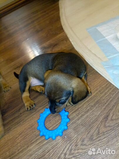 Щенок таксы девочка