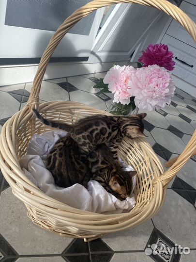 Бенгальские котята