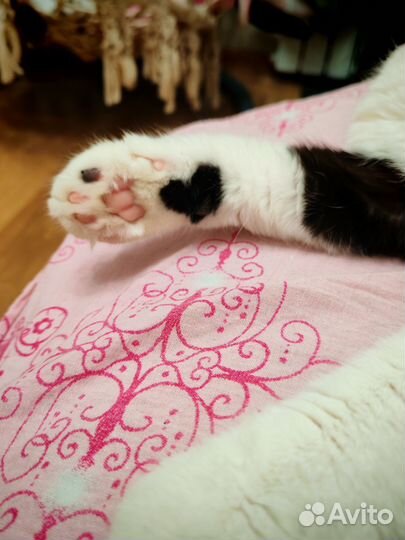 Вислоухий кот