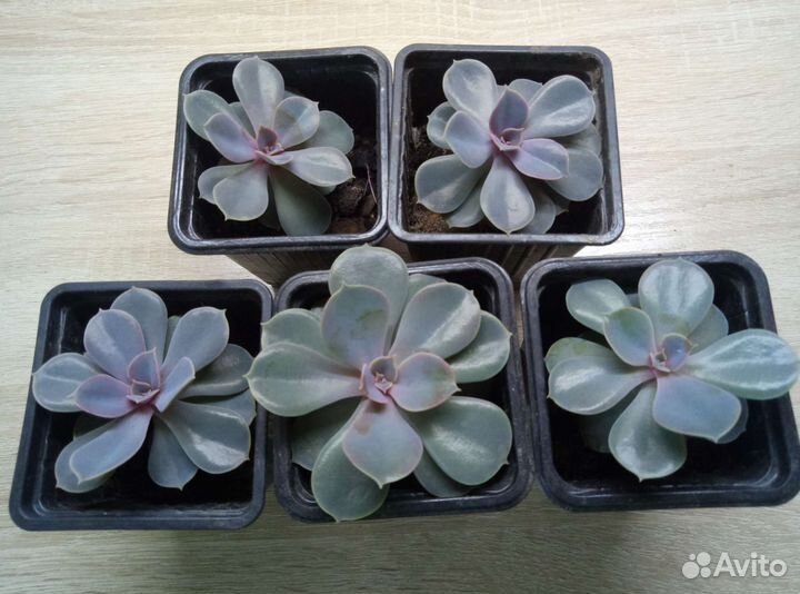 Флорариум суккуленты
