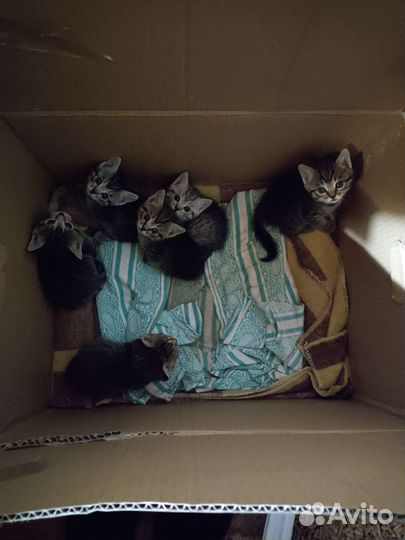 Котята три девочки