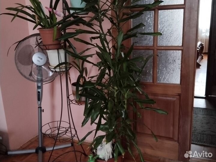 Пальма драцена