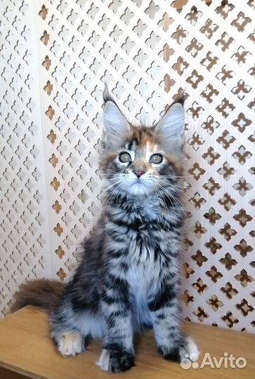 Котята Мейн-Кун с документами