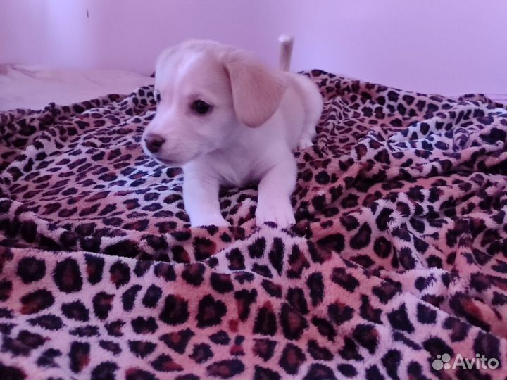 Домашние животные собаки щенки