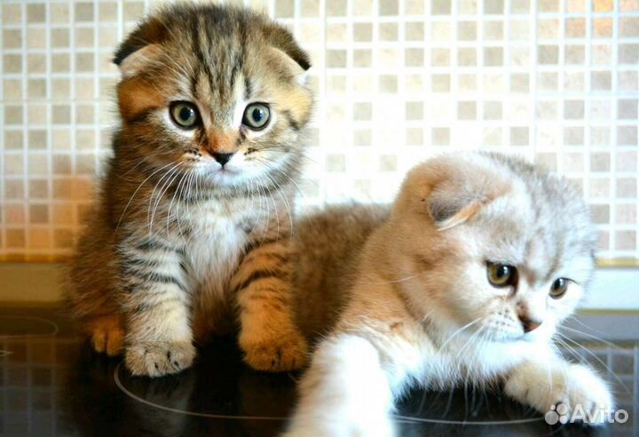 Шотландские котятки