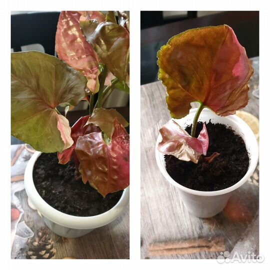 Сингониумы Клубничный Лёд, Конфетти, Фреклес