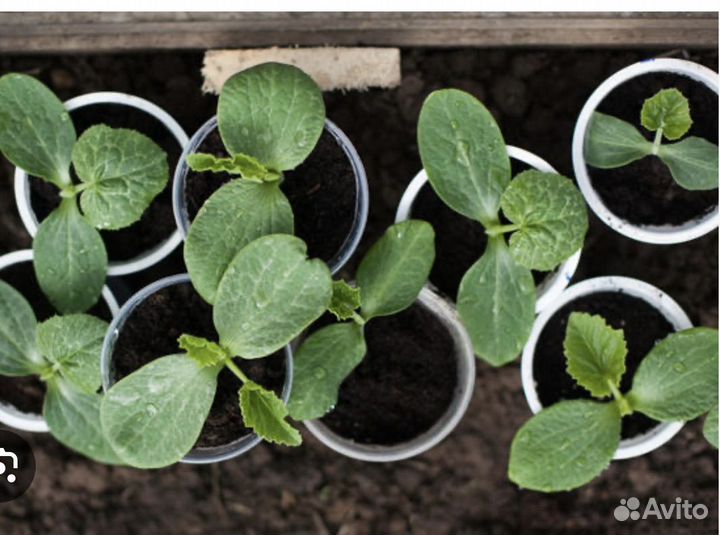 Тыквы рассада