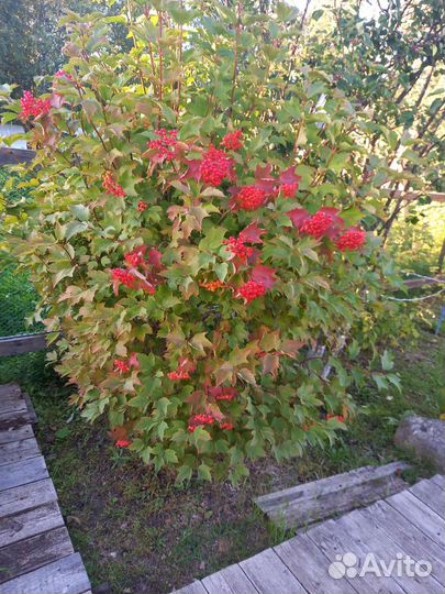 Саженцы клубники