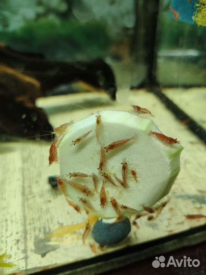 Креветки, улитки катушки