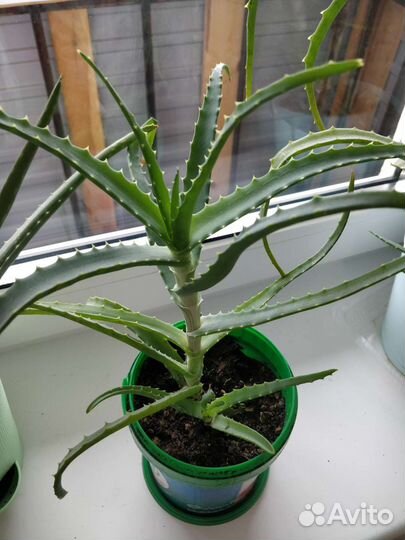 Алое древовидное лечебное